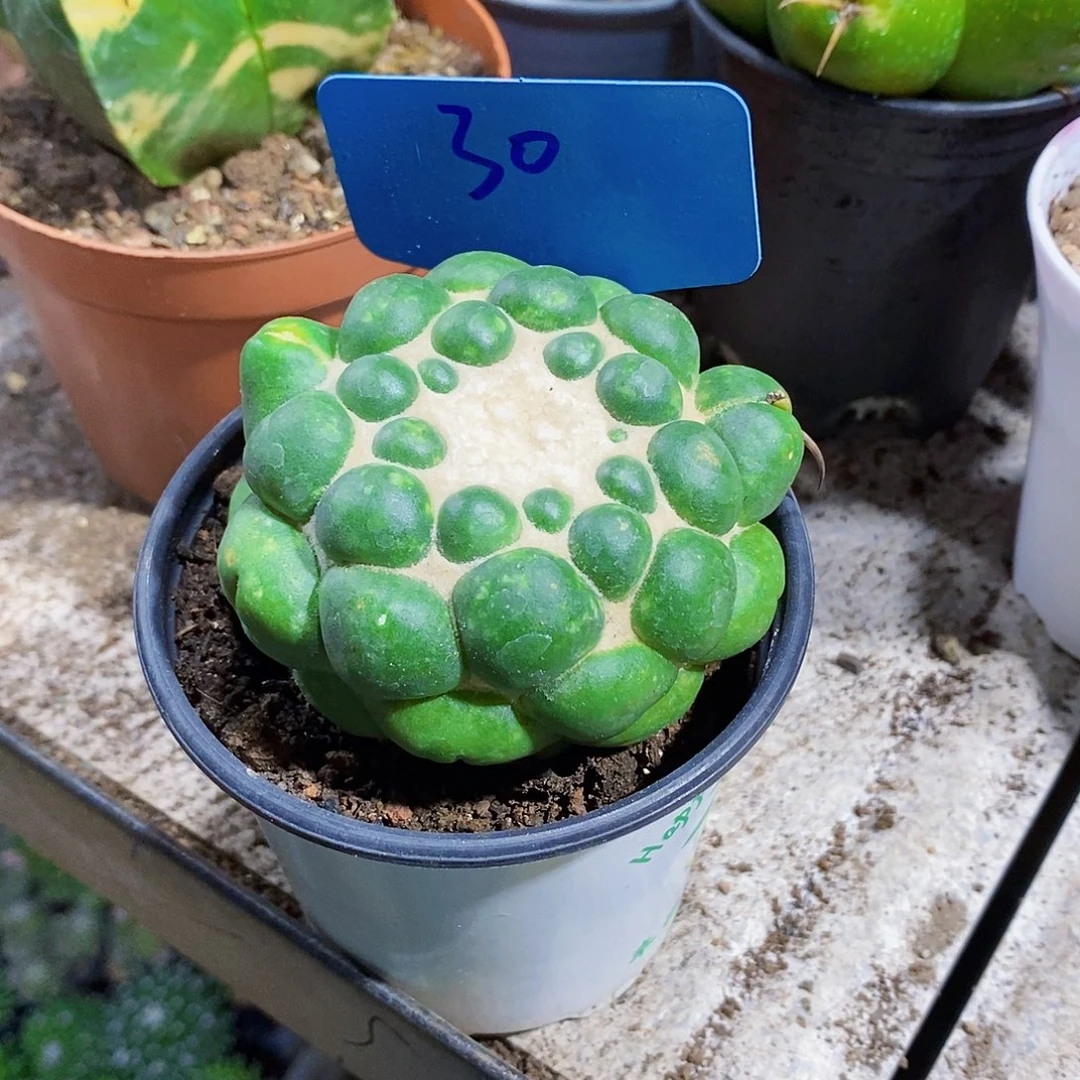 无花朵30号香牙1111111111111个