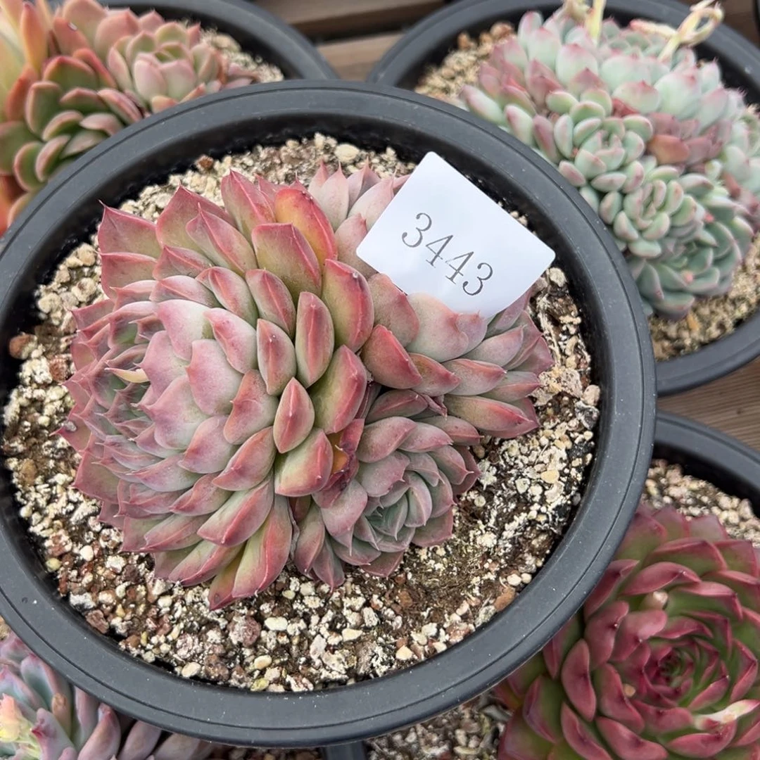 倩*3443多肉多多多多