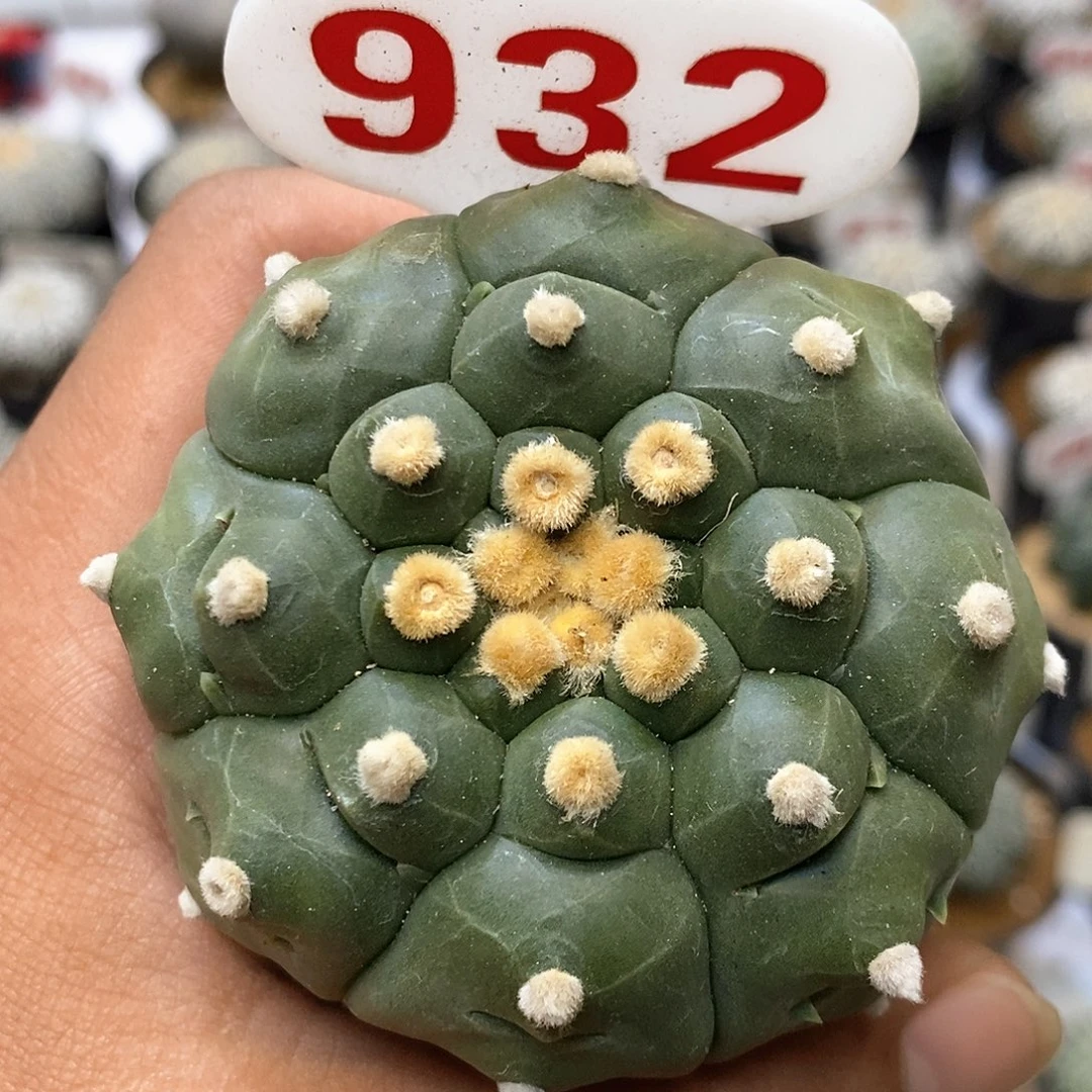 932福利特价咯处理