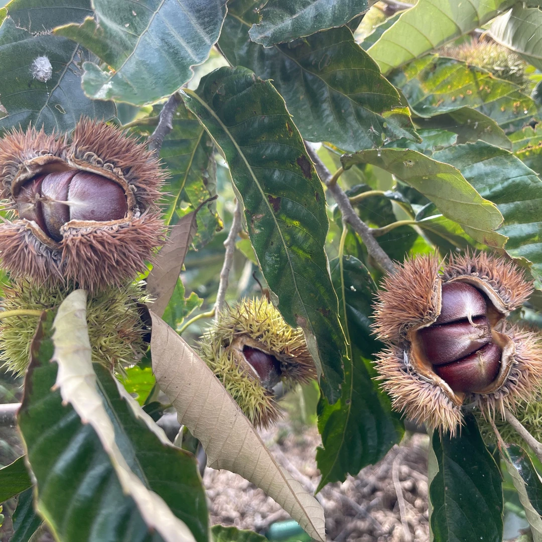 烟台本地板栗新鲜板栗 油栗子 面甜好吃个头大一袋4.5斤