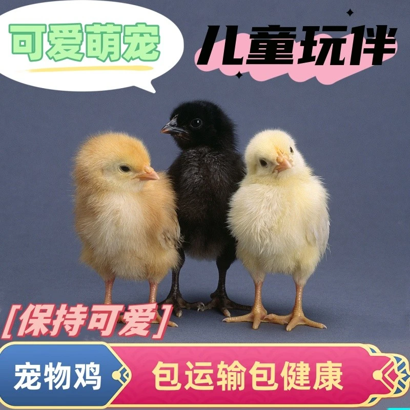 宠物小鸡观赏鸡产蛋下蛋萌宠鸡顺丰包邮包活到家公母可选疫苗已打