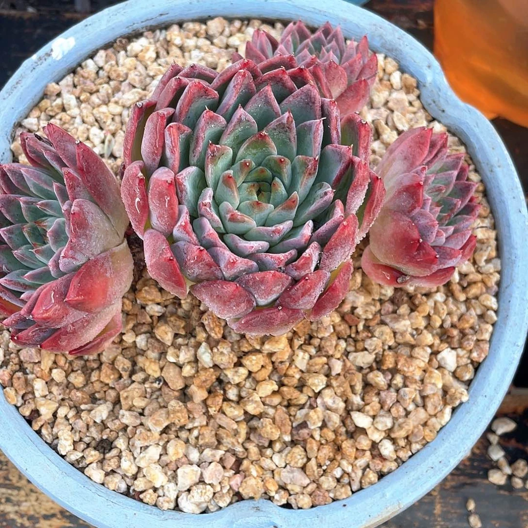 多肉植物一物一拍