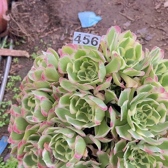 多***室多肉植物一个粉玲珑