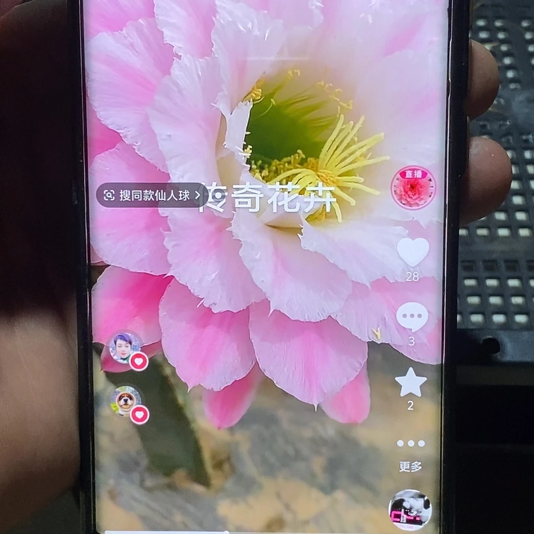 毛 害羞侧芽 歪 20包邮6公分