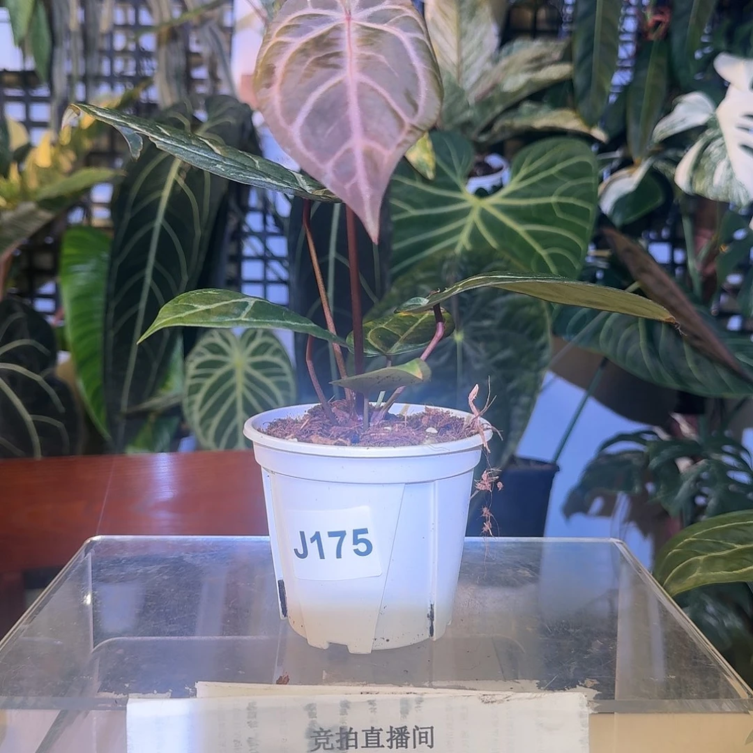 完全开放J175紫水晶杂撕裂纹