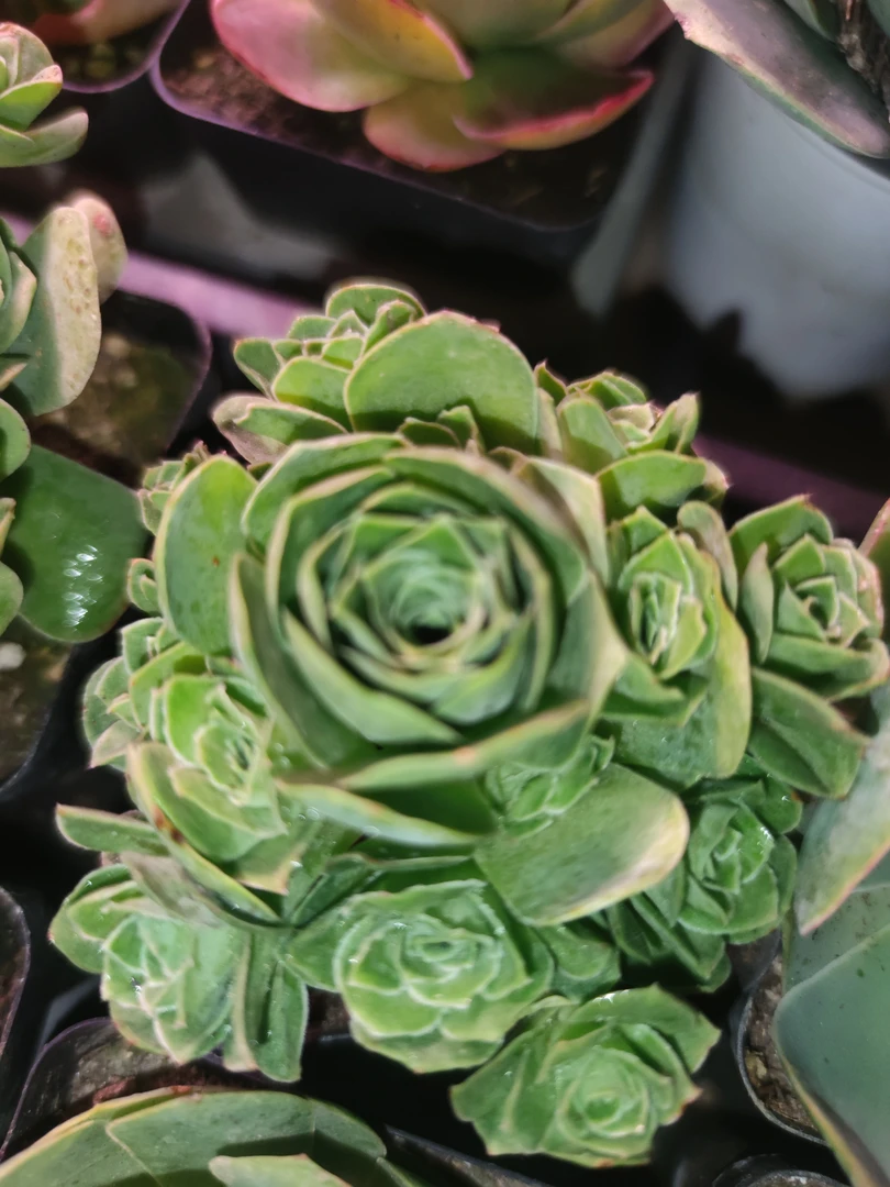 20包邮，山地玫瑰（脱土带一圈崽方盆粉萝莉）