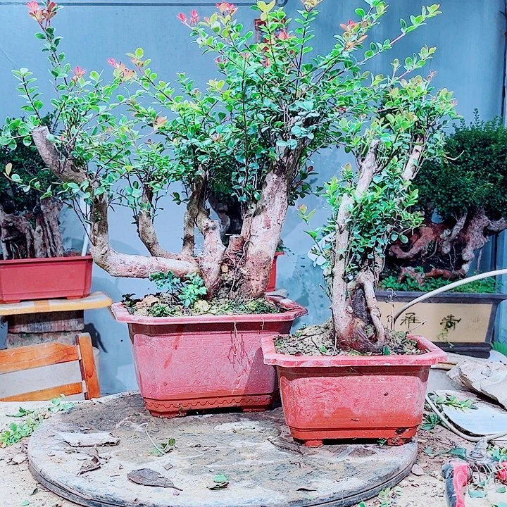 哈***嗝无花朵盆景赤楠花香飘