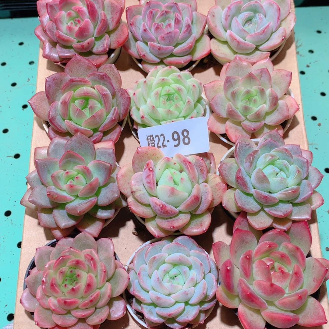 22-98一物一拍多肉带盆18颗