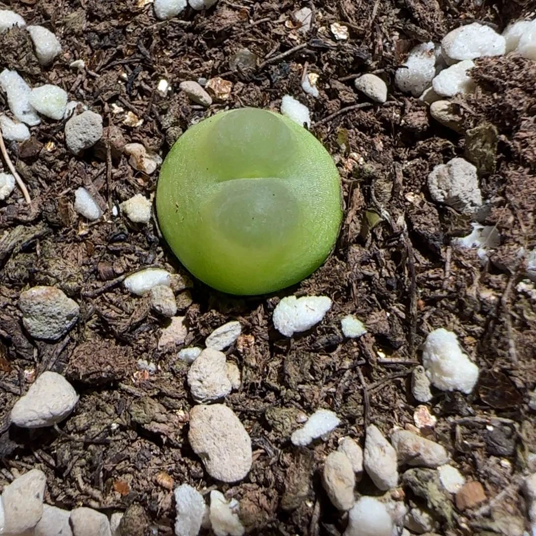 肉锥多肉植物组合-日式拉登1545