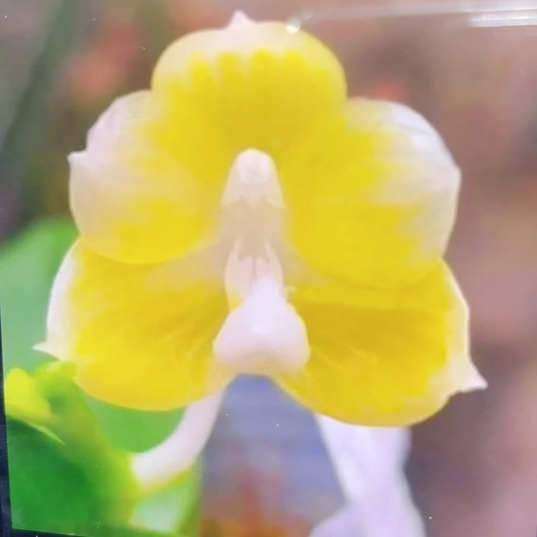 当前无花栽培后可以开花山彩白爪哇