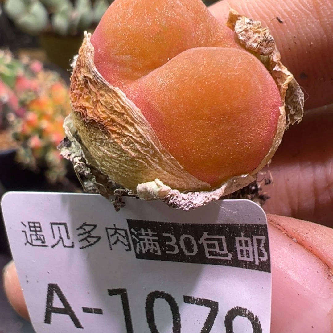 多肉植物111111111111
