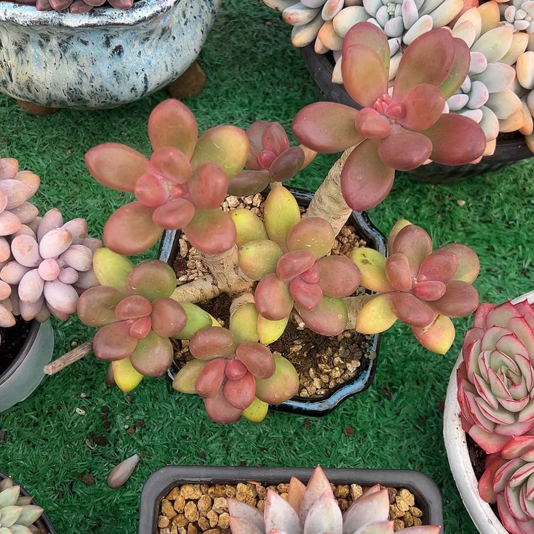 无砍老桩芒果奶多肉