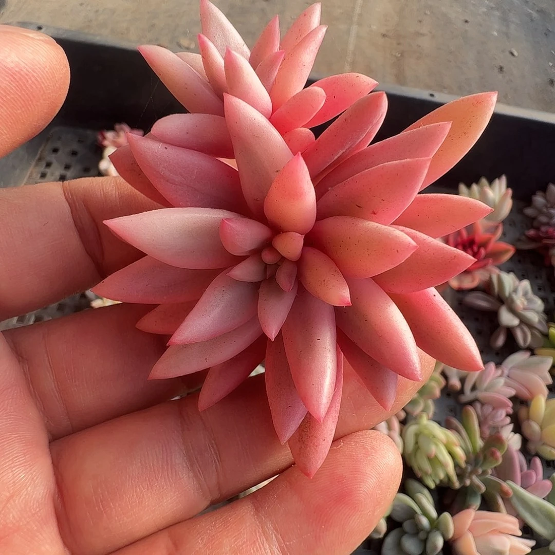 苝****多肉植物多肉植物