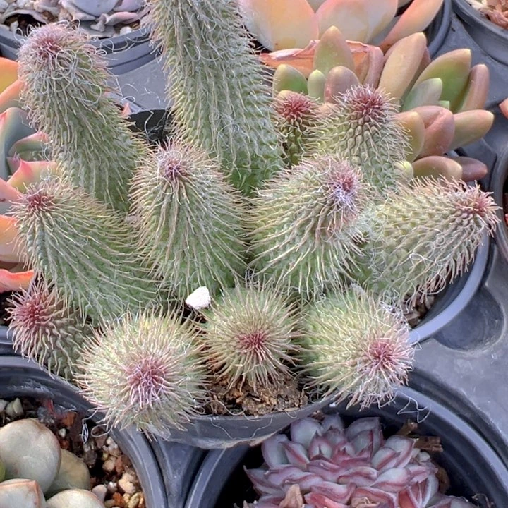 阿修罗【一物一拍】两单包邮