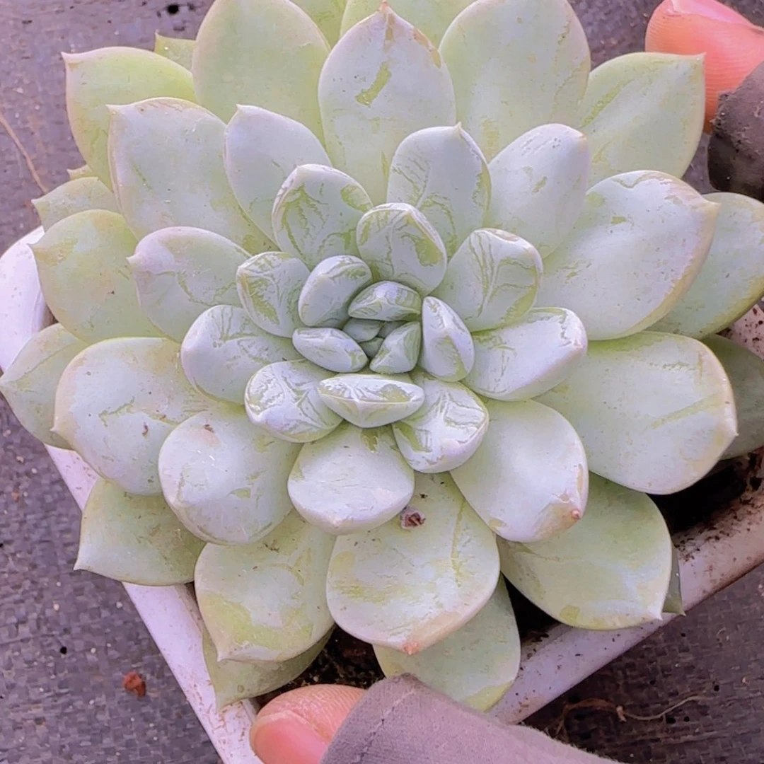 愚***鹤多肉植物多肉植物