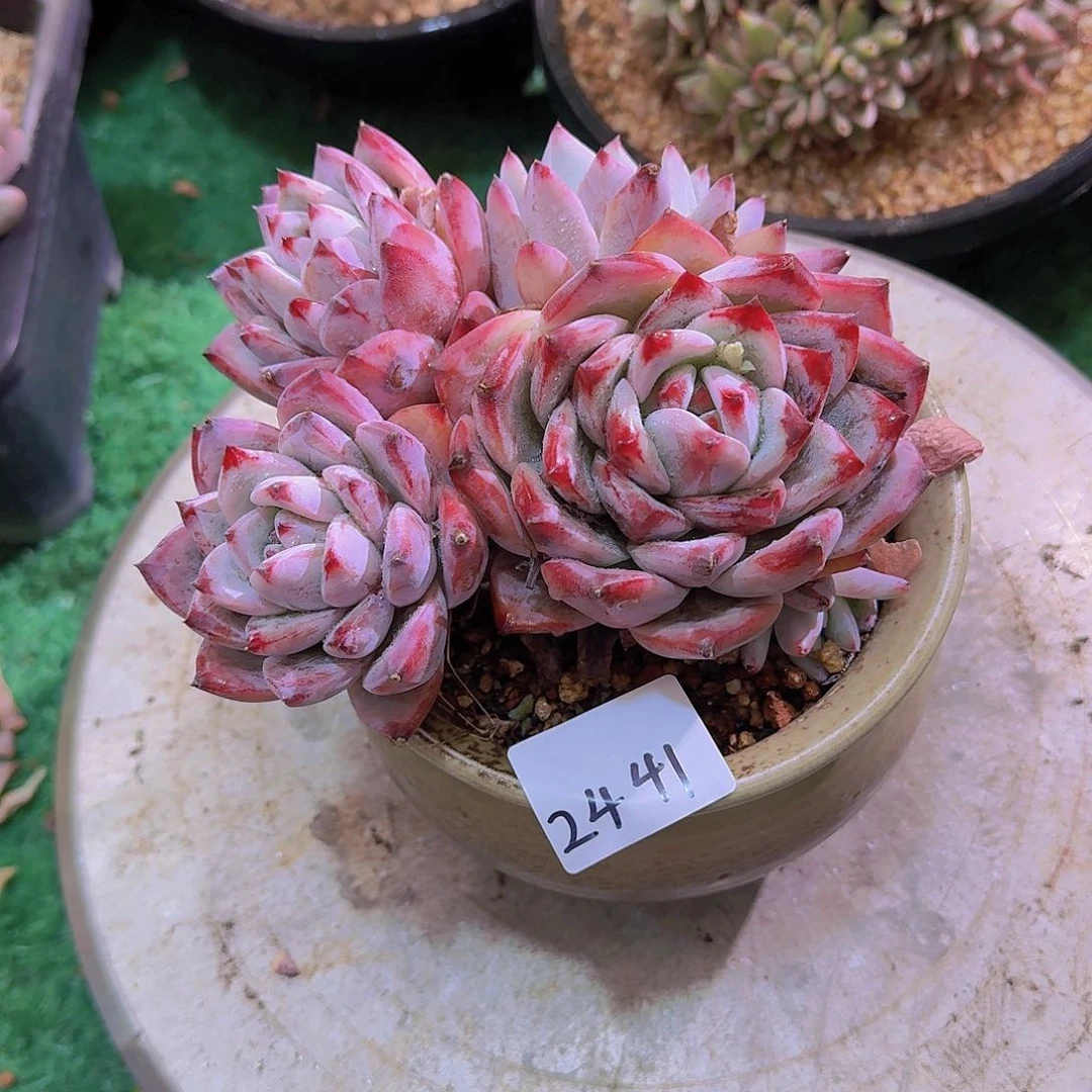 透**杯2441祖母绿多肉