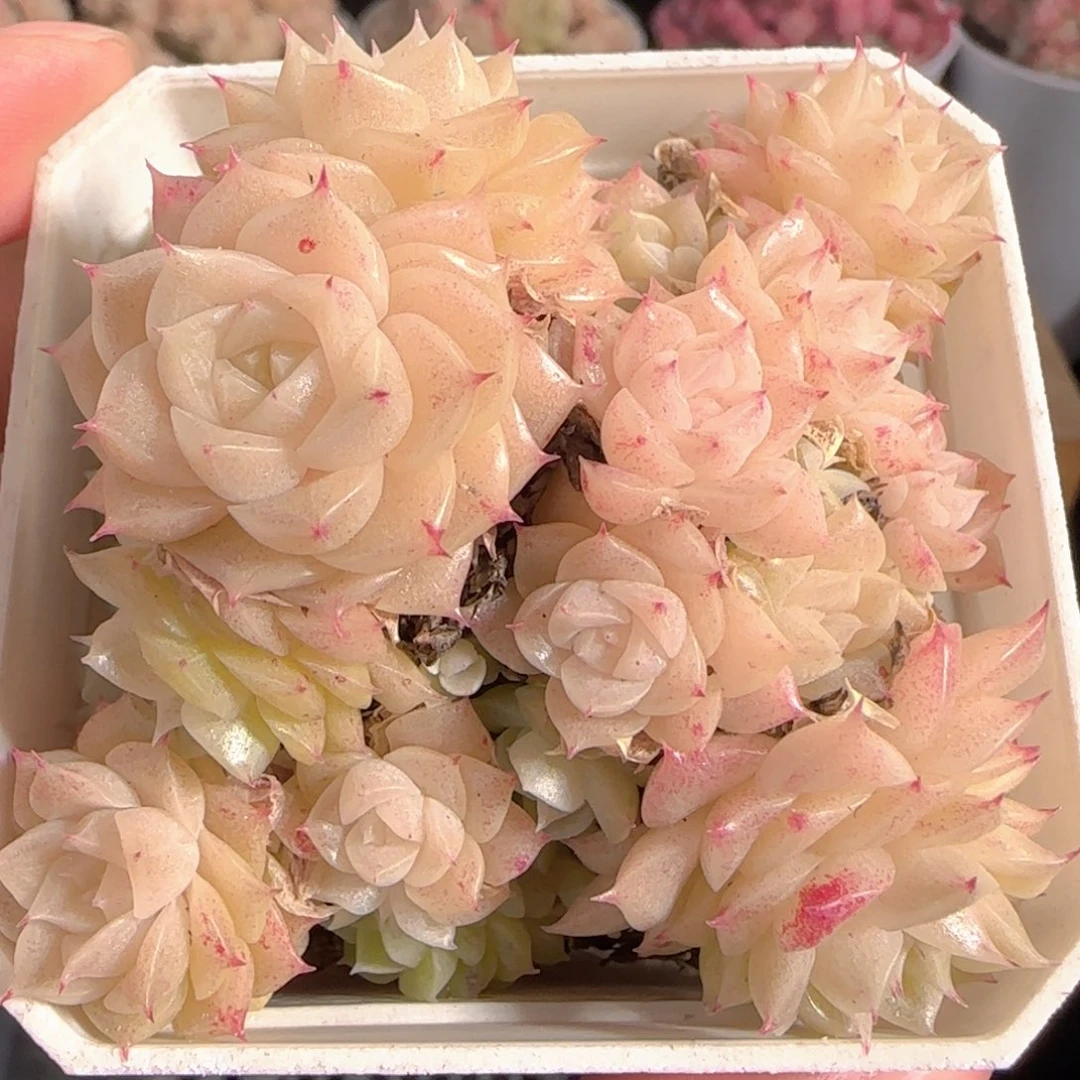 多肉1229-76优选麦秆