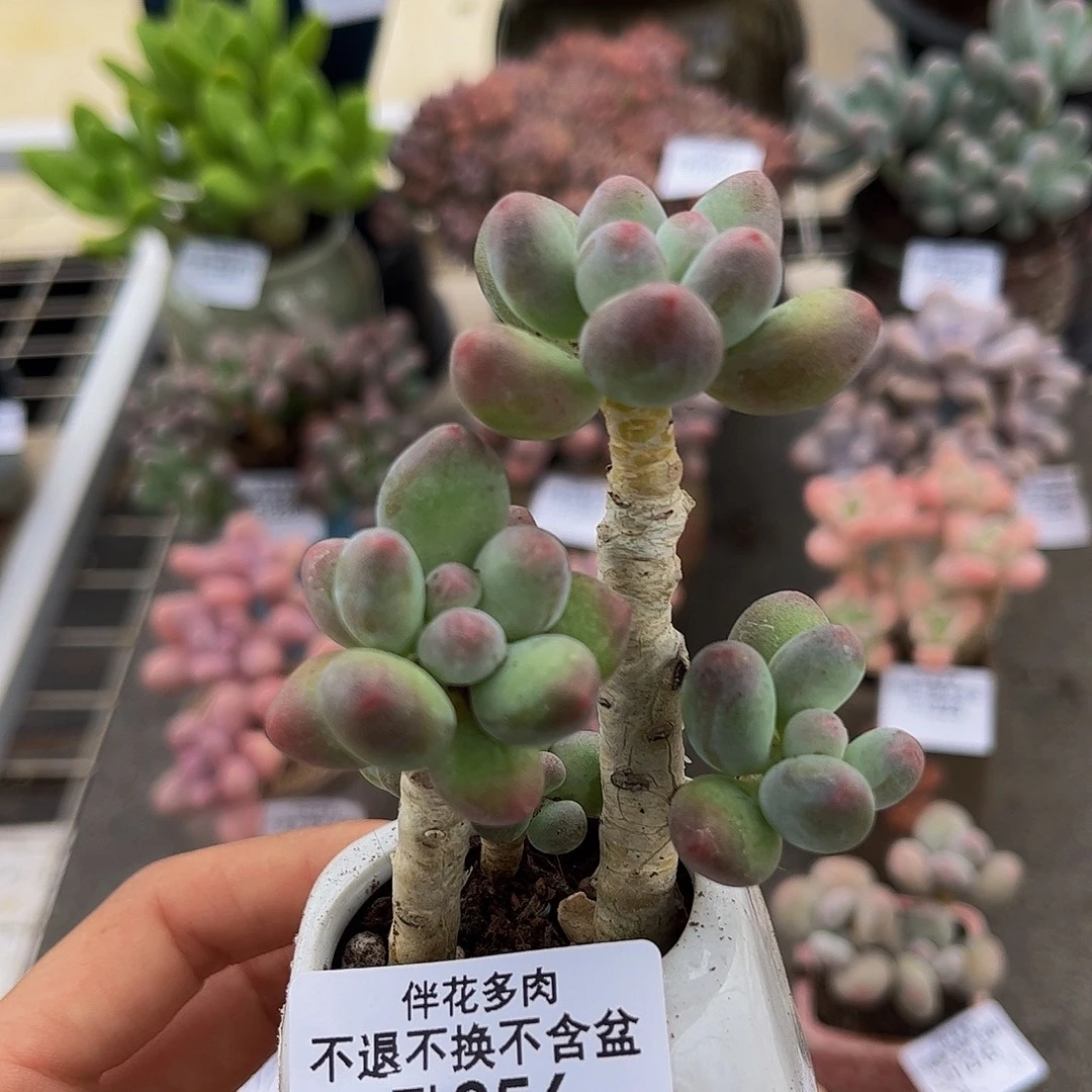 256-一代苹果奶多肉5cm