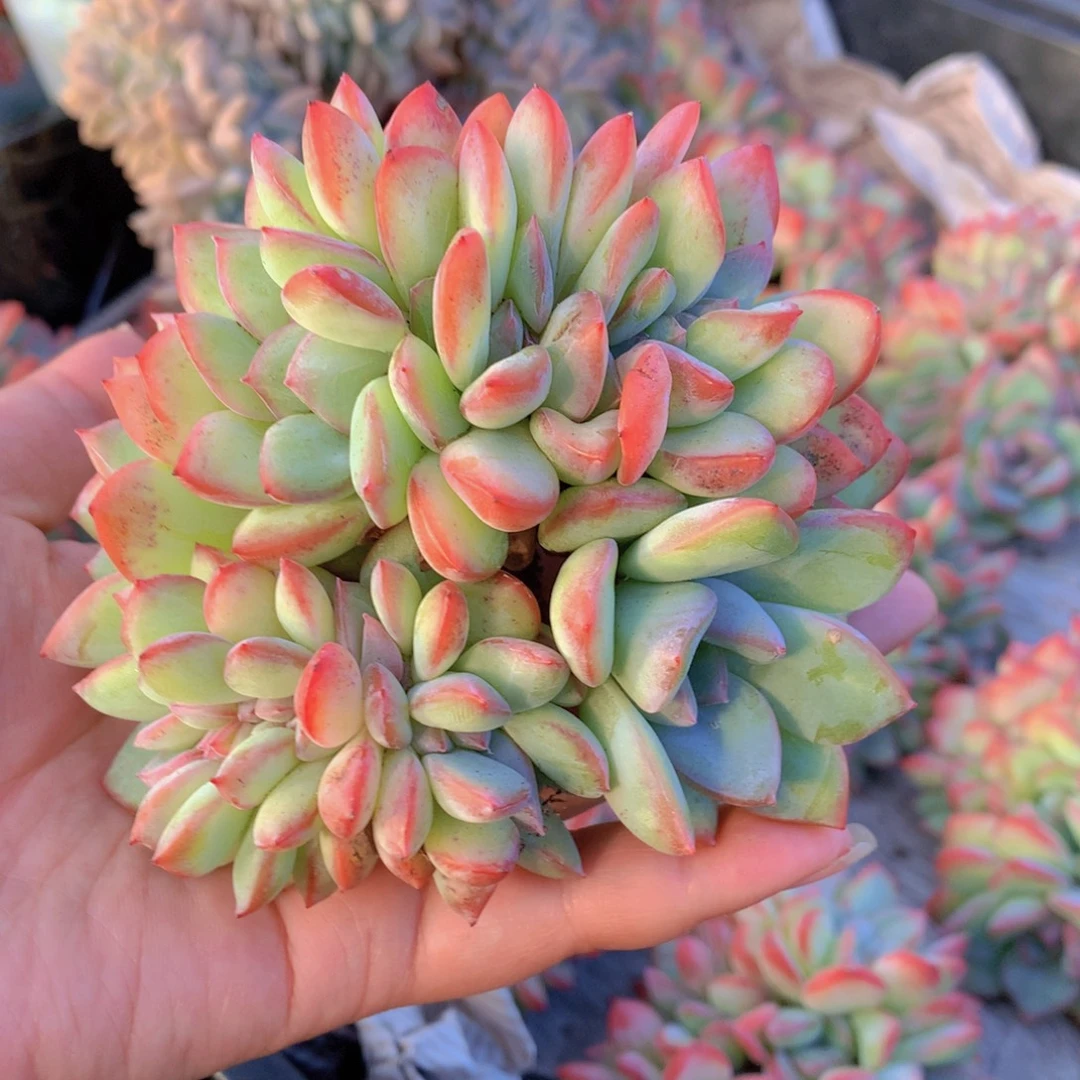 小****精品多肉植物的种植和种植