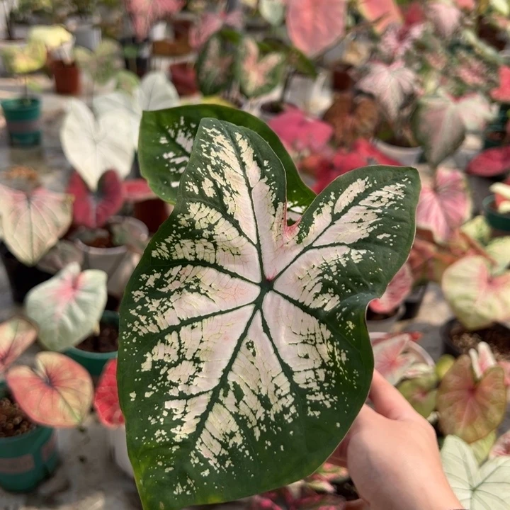 不开花植物A420粉色飞溅不包种球大小不包叶损