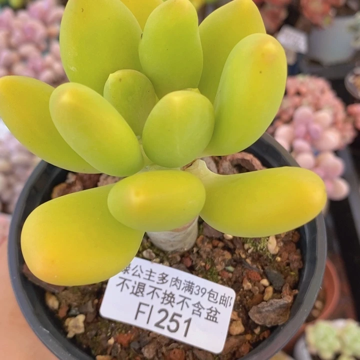 芒果奶有伤251多肉植物