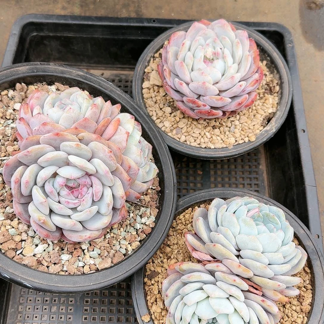 梦露，030号3个一组38.8