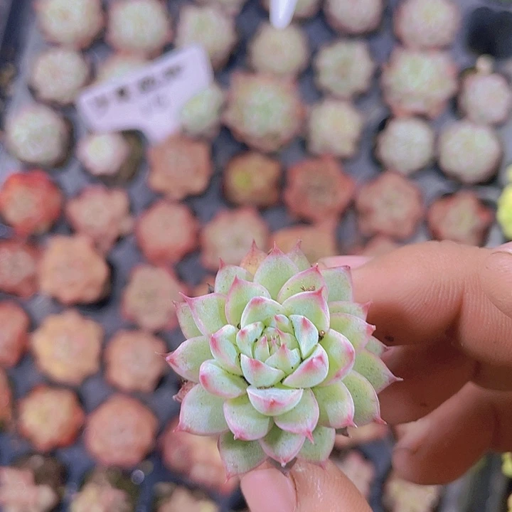 白吉珍妮【满10颗包邮】