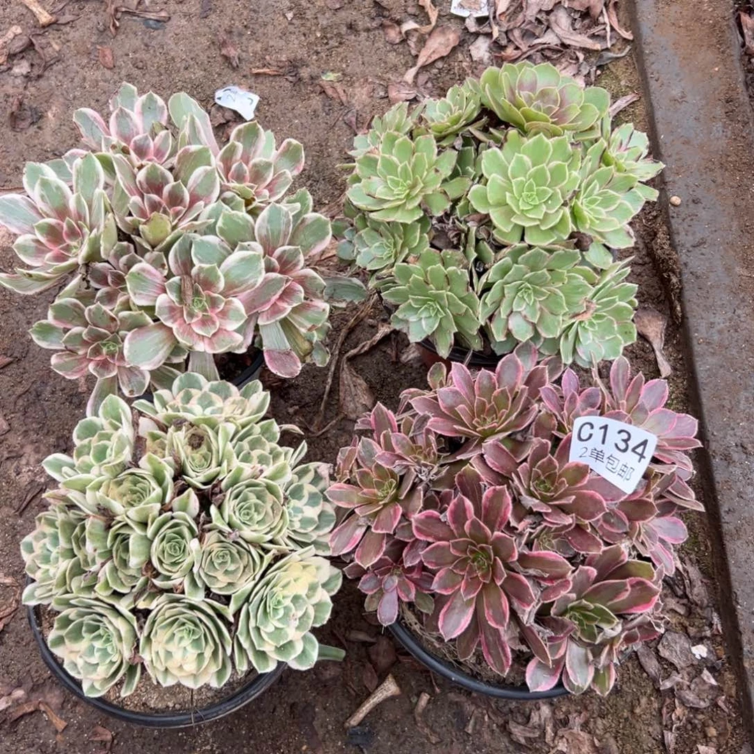 134多肉  4颗不包断头