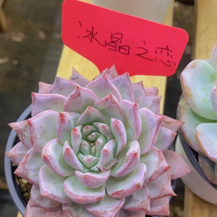 开心多肉，周末场，不做对比，拍冷链接包黑腐