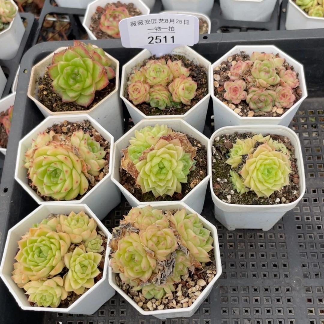 薇薇安园艺多肉2511