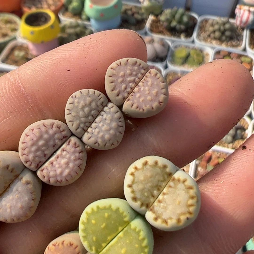 大***娅52多肉植物百科知识