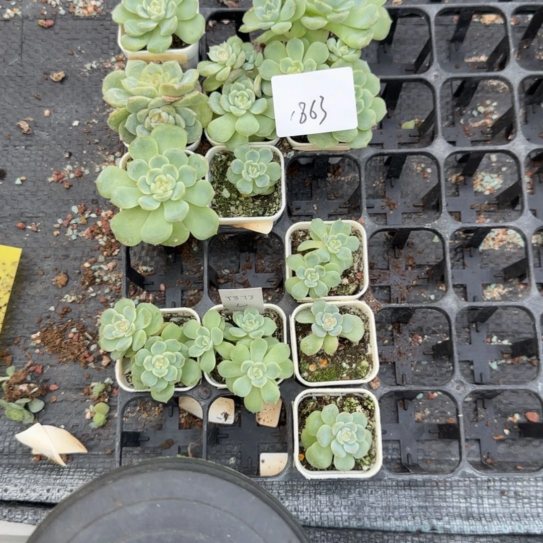 天***师1863 号一半托满20包邮