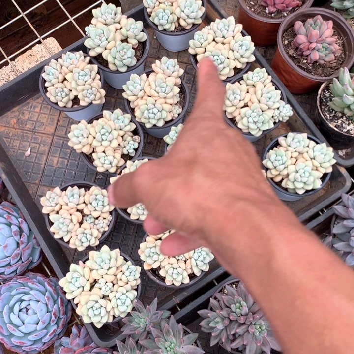 泡泡糖两颗两单包邮