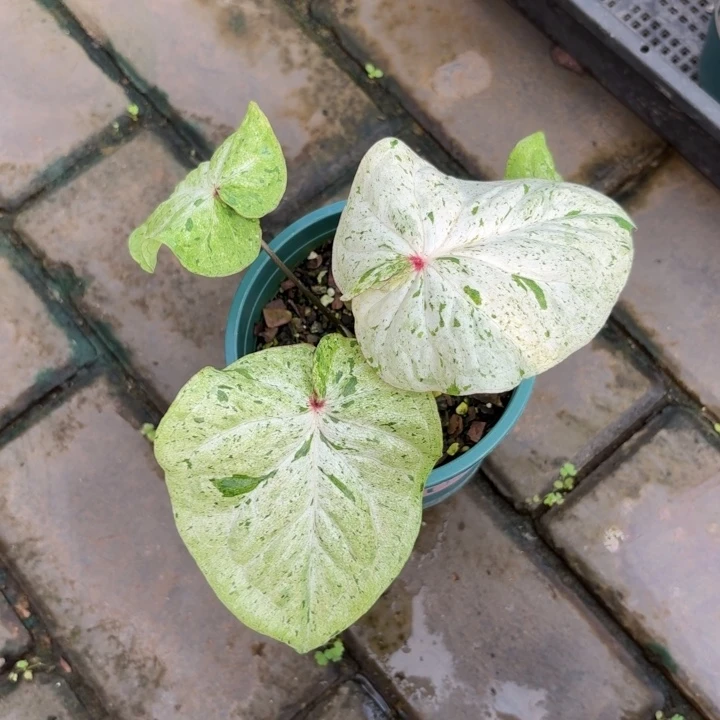 泰国彩叶芋07-0704