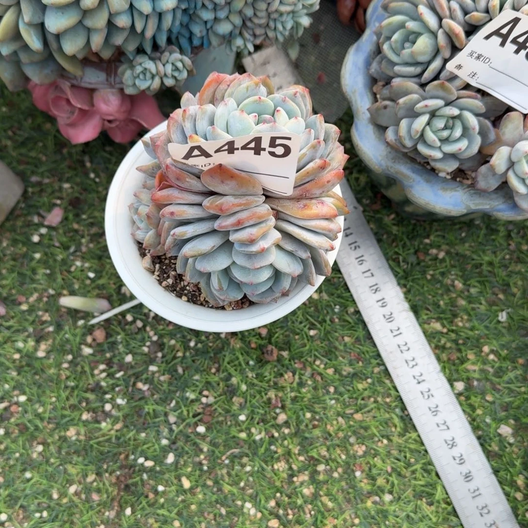 双碟叶如图呀呀呀呀