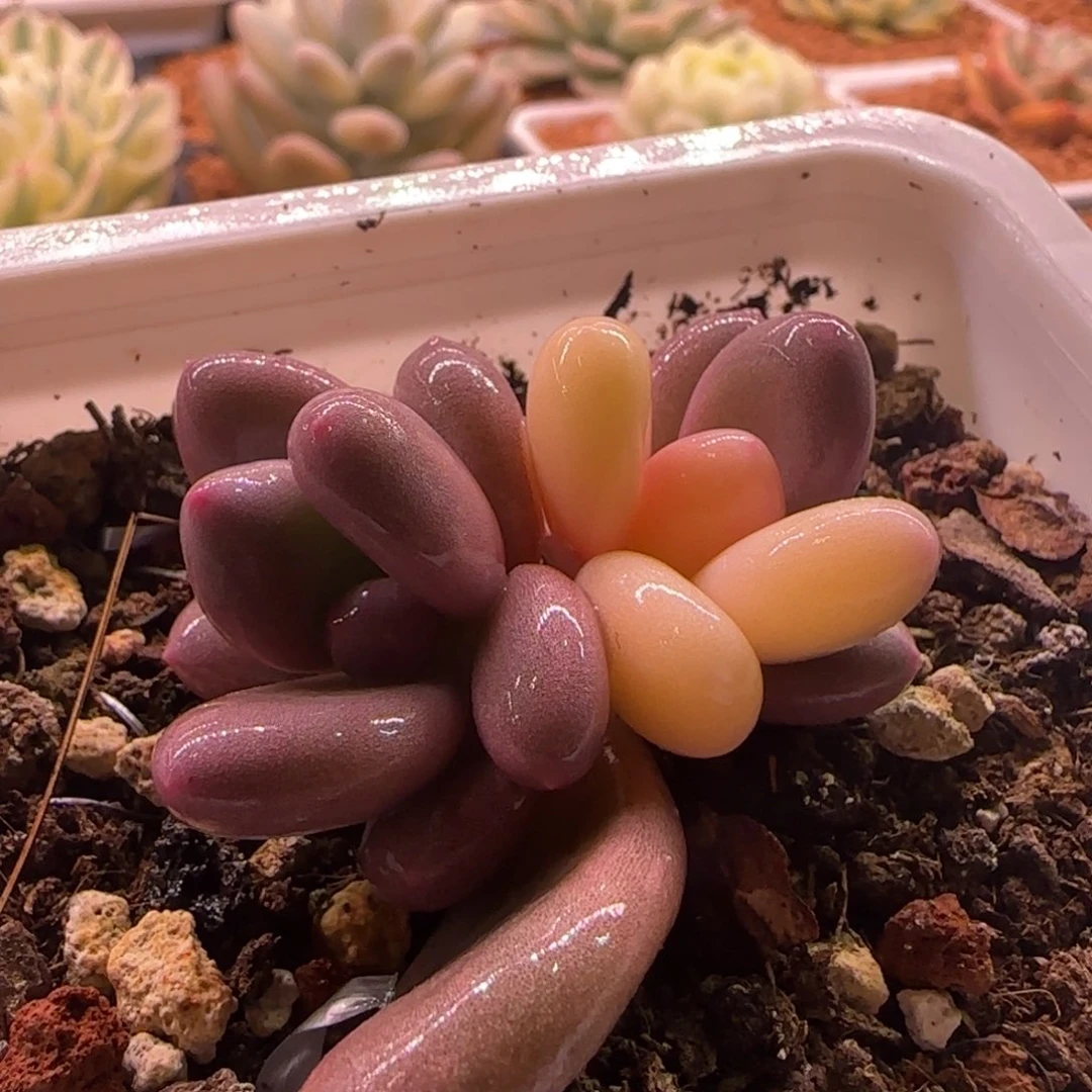 奶酪锦 多肉植物