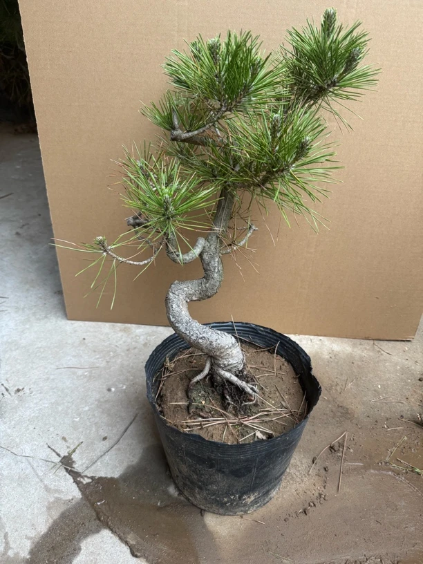 基地黑松黄杨树迎客松松树造型盆景可用于庭院阳台办公室的盆栽