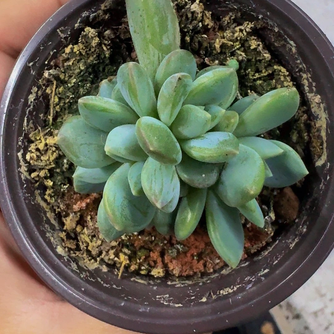 艾米丽 叶插 一物一拍