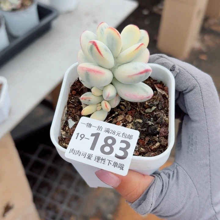 施***鱼乒乓福娘锦无盆土发货无盆