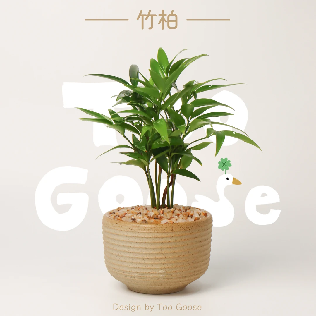 【呆鹅家-竹柏】观叶绿植盆栽室内四季常青办公室桌面