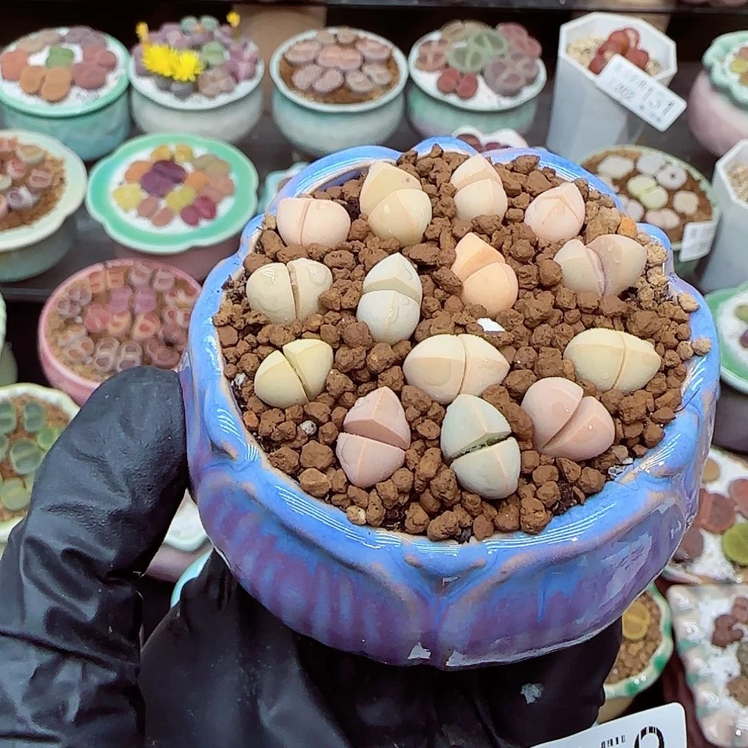 生石花满18包邮1202-159