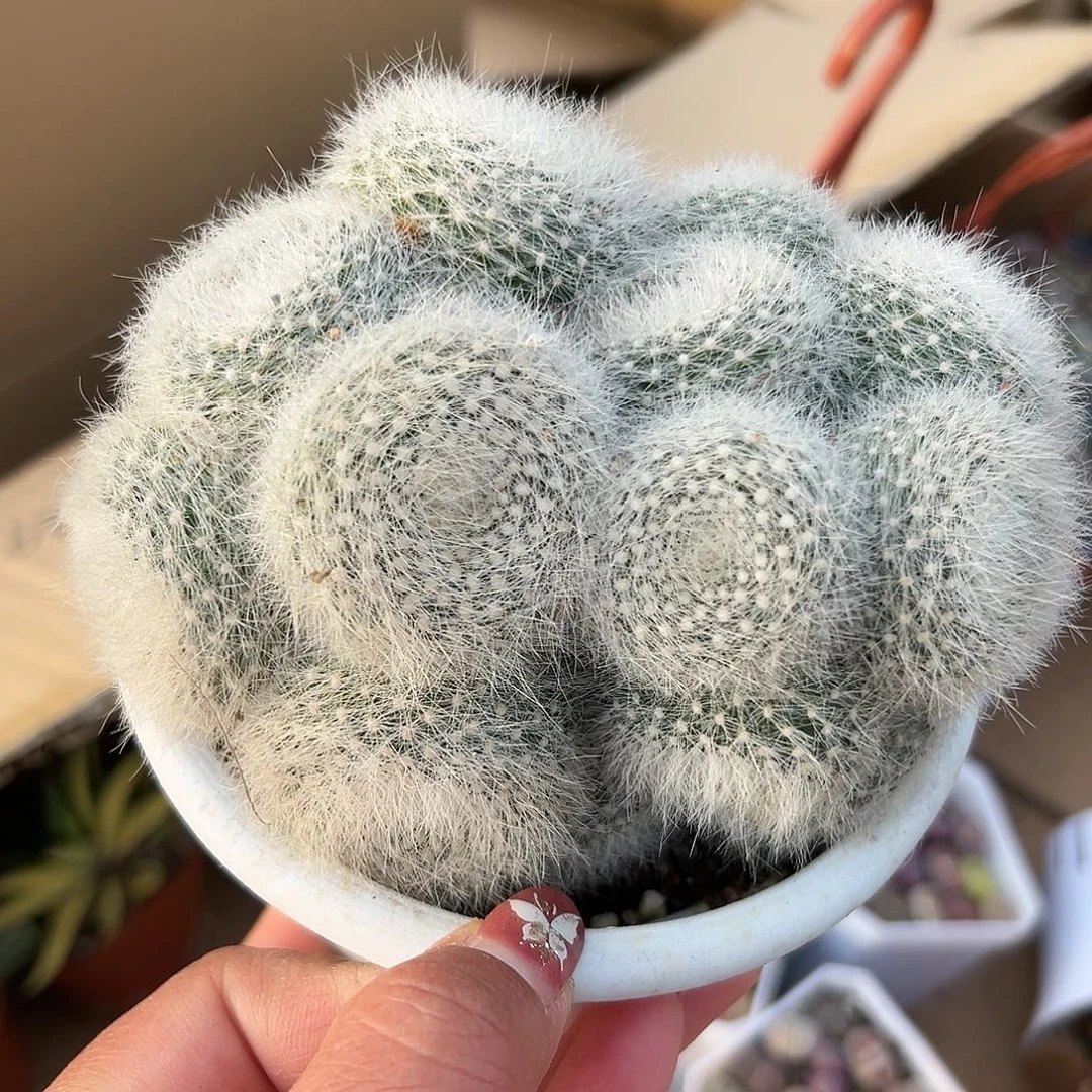 多肉植物白三光群