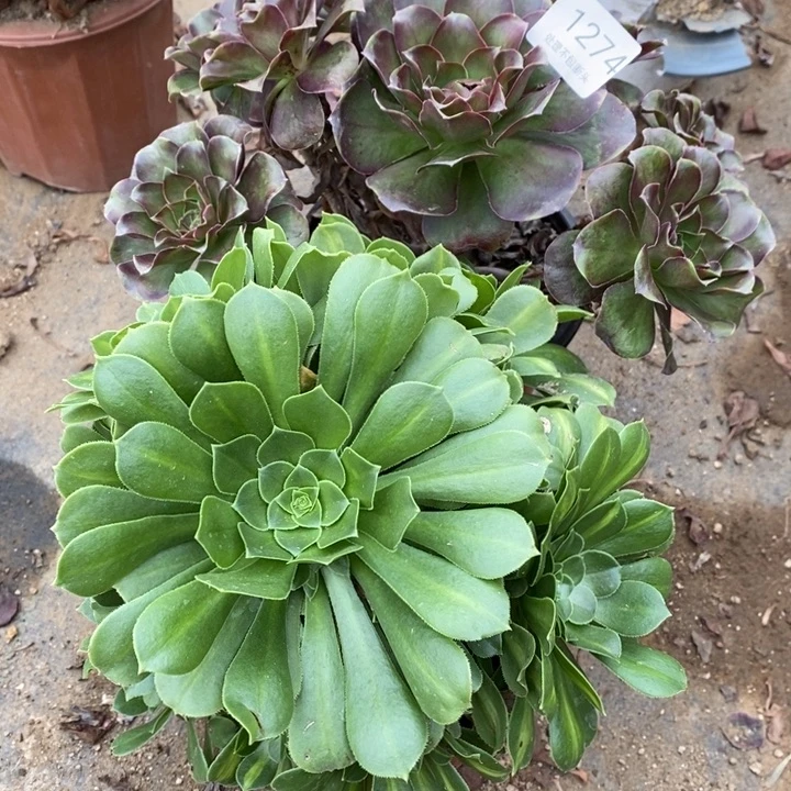 两盆多肉断头不包1274