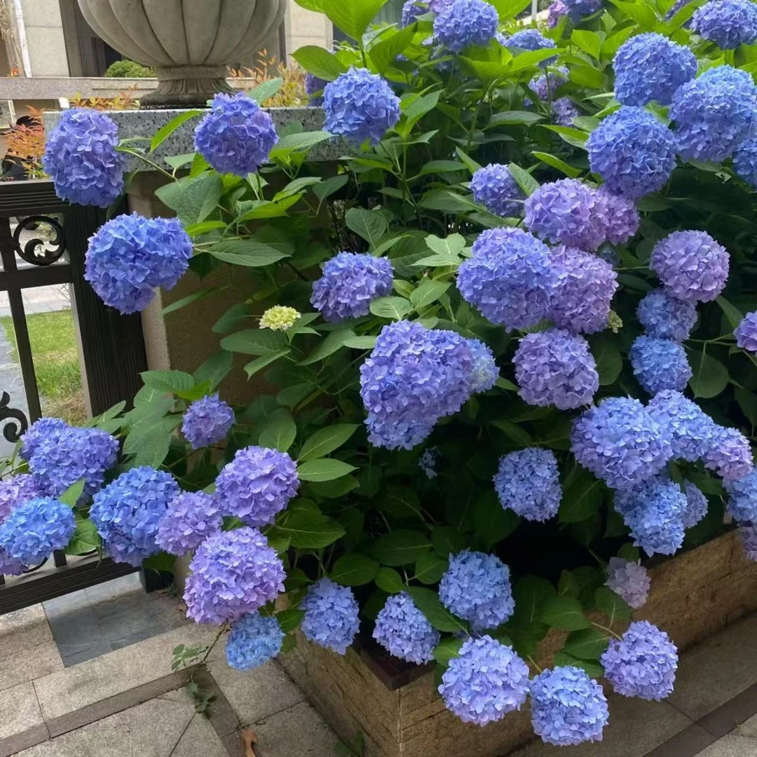 绣球【无尽夏】  盆栽原盆原土  带生花苞