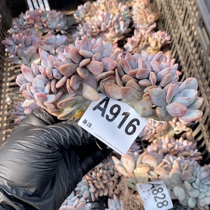 爱***姐916粉兔缀哇哇哇呀