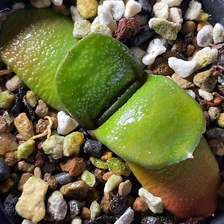 不带盆脱土裸根发货