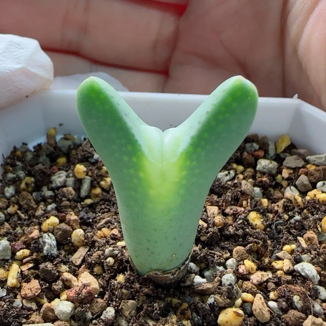 1-22-1-6当天满58包邮大眼嘟嘟嘴皮卡丘多肉脱土