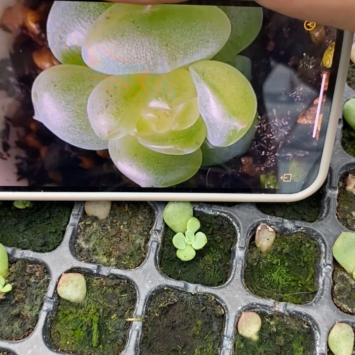 若沁芽苗一个量拍