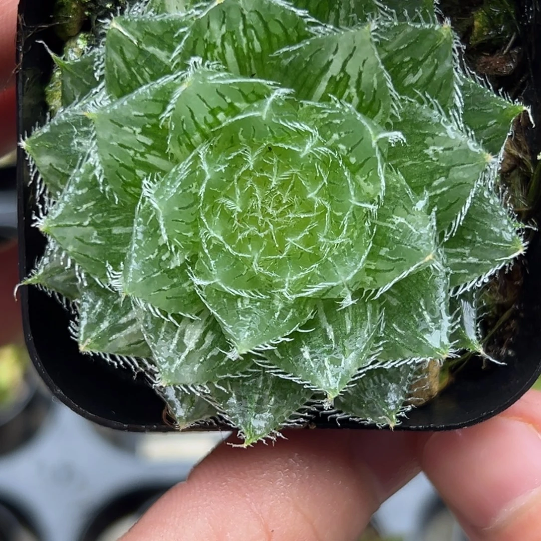 47塞米维娅玉露锦