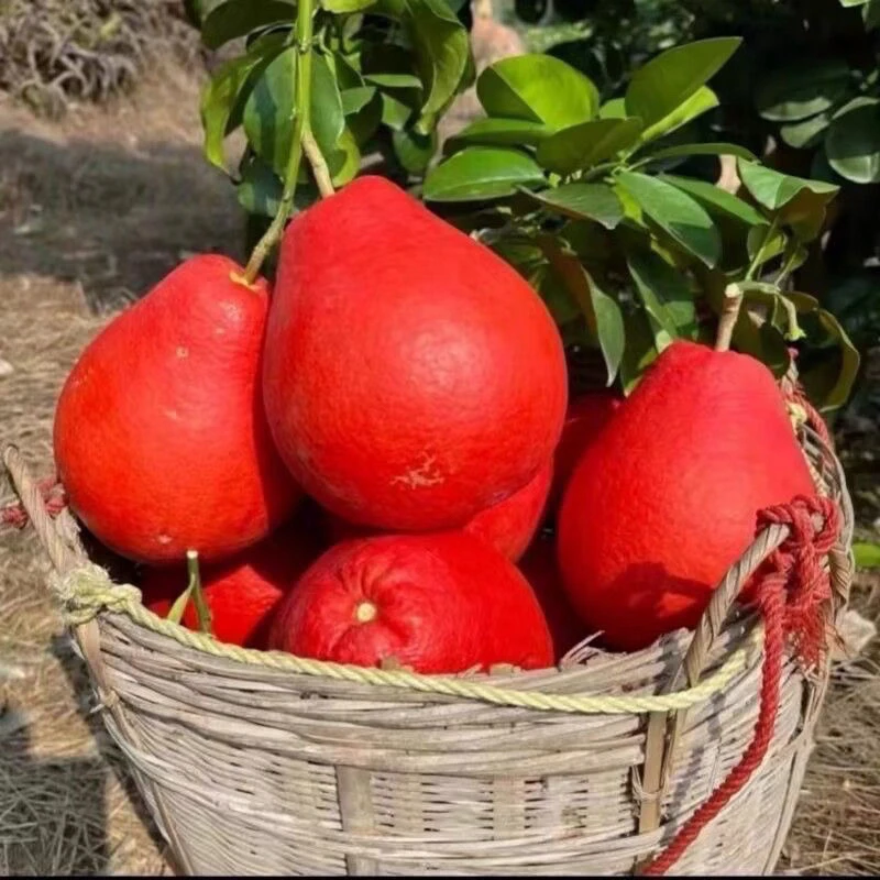 嫁接新品种泰国暹罗红柚嫁接苗盆栽地栽庭院种植